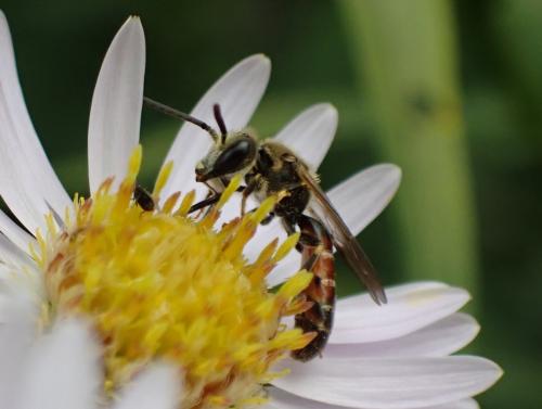 Réf. 296 948 : Lasioglossum calceatum
